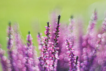 Autumn heather with bokeh