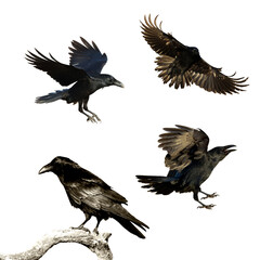 Birds flying ravens isolated on white background Corvus corax. Halloween - mix four birds