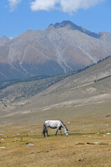 Horse. Semyonovskaya Gorge. Kyrgyzstan