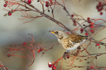 fieldfare, Turdus pilaris, bird eating berries on a hawthorn bush during Autumn season