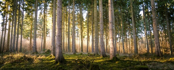 Panoramic view of a dense forest during sunny day