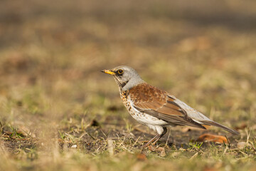 fieldfare, Turdus pilaris, bird eating berries on a hawthorn bush during Autumn season