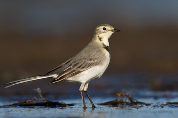 Bird white wagtail Motacilla alba small bird with long tail on blue background, Poland Europe