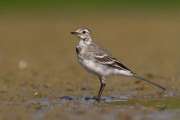 Bird white wagtail Motacilla alba small bird with long tail on light brown background, Poland Europe