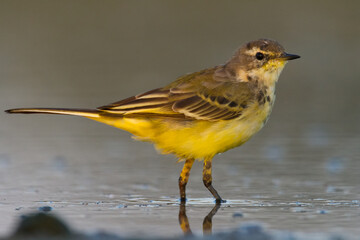 Small bird Yellow Wagtail walking on the moody ground male Motacilla flava