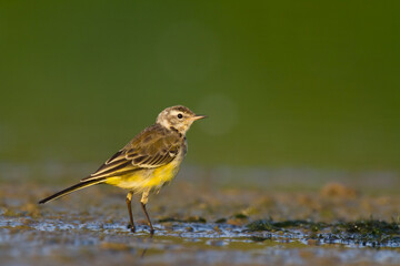 Small bird Yellow Wagtail walking on the moody ground male Motacilla flava