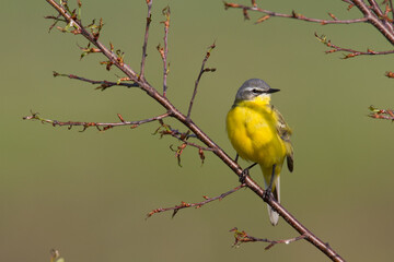 Small bird Yellow Wagtail sitting on tree male Motacilla flava