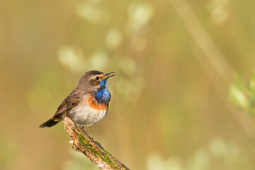 Bird Bluethroat Luscinia svecica migratory small bird singing and perching spring time amazing morning Poland Europe a bird that lives in reeds in river valleys