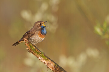 Bird Bluethroat Luscinia svecica migratory small bird singing and perching spring time amazing morning Poland Europe a bird that lives in reeds in river valleys
