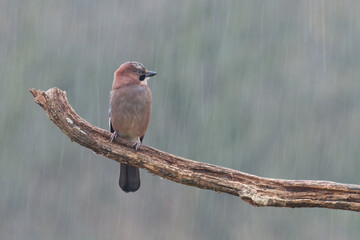 Bird Eurasian Jay Garrulus glandarius sitting on the branch Poland, Europe	
