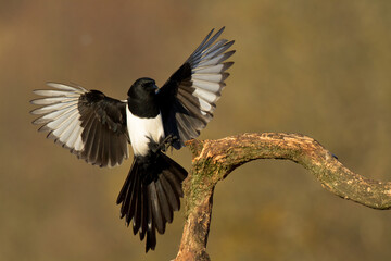 flying Bird - Common magpie Pica pica, very smart and clever bird with black and white plumage on brown background