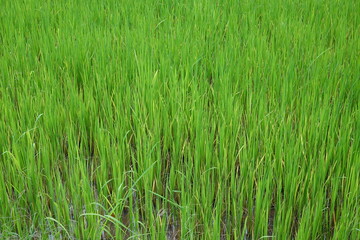 rice field