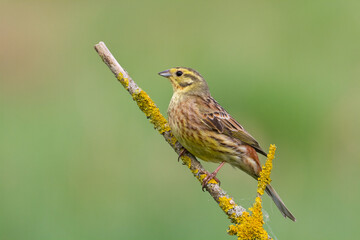 yellowhammer Emberiza citrinella on the branch amazing warm light sunset sundown