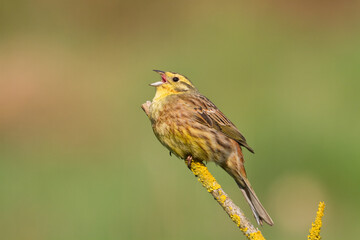 yellowhammer Emberiza citrinella on the branch amazing warm light sunset sundown