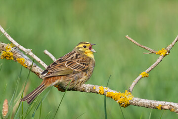 yellowhammer Emberiza citrinella on the branch amazing warm light sunset sundown