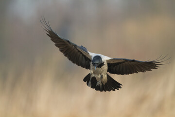 Bird - flying Hooded crow Corvus cornix in amazing warm background Poland Europe