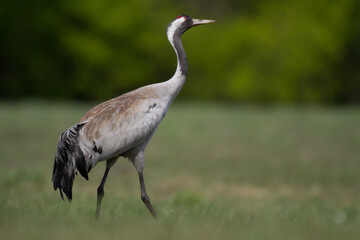 Obraz premium Wild common crane, grus grus, walking on hay field in spring nature. Large feathered bird landing on meadow from side view. Animal wildlife in wilderness.