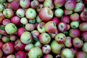 fresh picked industrial apples 