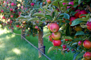 picture of a Ripe Apples in Orchard ready for harvesting,Morning shot