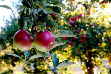 picture of a Ripe Apples in Orchard ready for harvesting,Morning shot