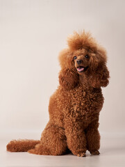 poodle on a beige background. Portrait of a funny and sweet pet in the studio