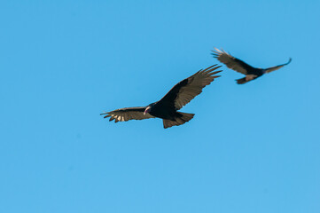 Obraz premium Turkey Vulture, ,planning in flight, Patagonia, Argentina