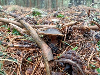 Children of autumn, mushrooms