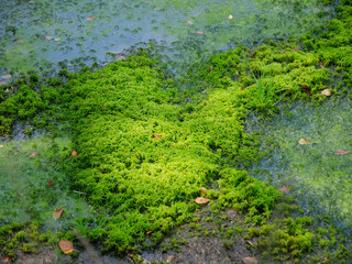 Torfmoos (Sphagnum)