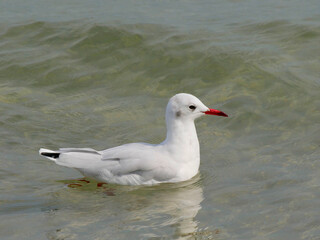 Schwimmende Lachmöwe im Winterkleid  (Chroicocephalus ridibundus, Syn.: Larus ridibundus)