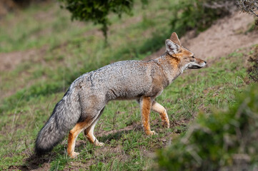 Naklejka na ściany i meble Pampas Grey fox in Pampas grass environment, La Pampa province, Patagonia, Argentina.