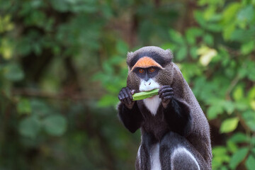 A De Brazza's monkey eating food - Powered by Adobe