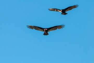 Turkey Vulture, ,planning in flight, Patagonia, Argentina