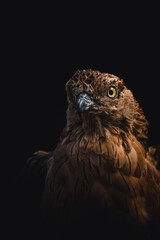 close up of a hawk 