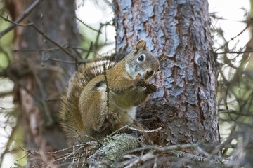 Naklejka na ściany i meble An American red squirrel on a tree in Yukon.