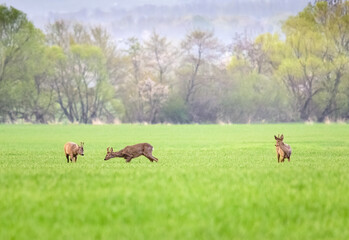 Naklejka na ściany i meble Rivalry of roebucks in a territorial fight in spring nature at sunrise. Conflict between two wild male animals over territory. Seasonal wildlife scenery.