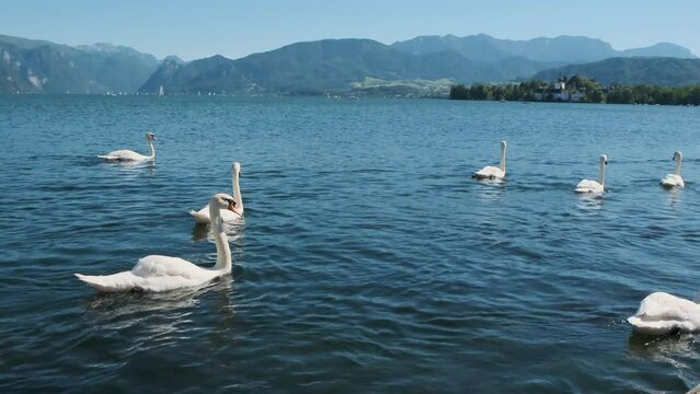 A flock of swans swims in a blue lake river with mountains in the background in slow motion in Gmunden, Austria. Boats sailing on small waves. Beautiful white wild mammals, bird animals in summer day