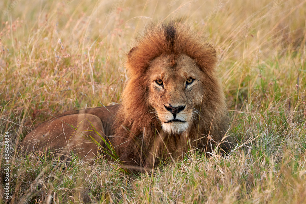 Poster Young lion photographed at dawn.