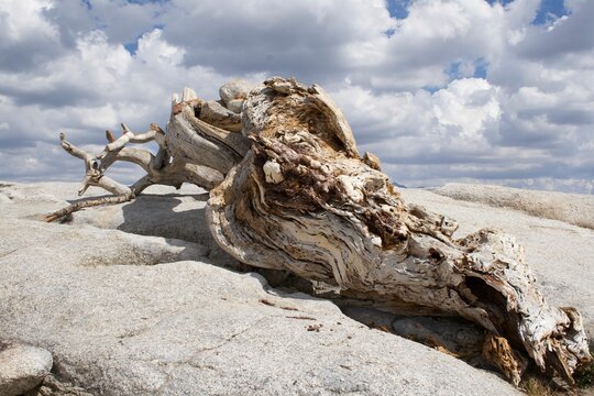 Closeup of a Jeffery pine tree growing out of the peak of the Sentinel dome