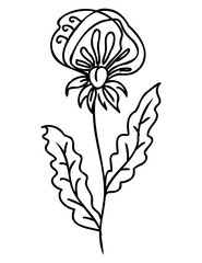 Line art flower drawing. PNG with transparent background.