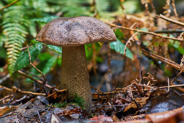 Mushroom Leccinum close-up in the autumn forest after the rain