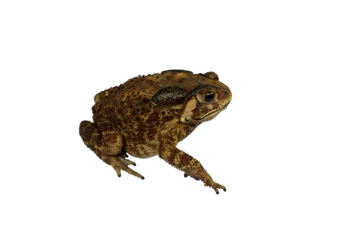 Zelfklevend Fotobehang PNG image of Side view of Common toad, Asia toad, or simply the toad, Bufo bufo, on white background with clipping path. © Water 💧 Shining 📸