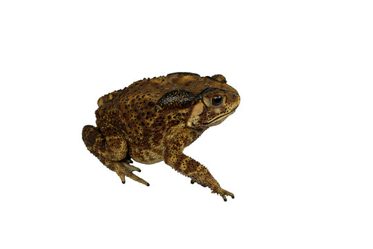 PNG image of Side view of Common toad, Asia toad, or simply the toad, Bufo bufo, on white background with clipping path.