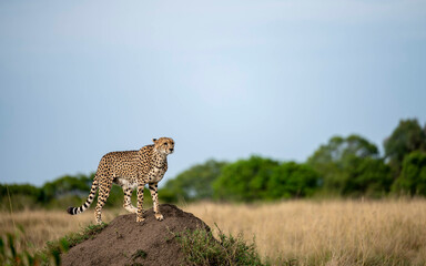 Cheetah