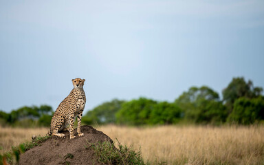 Cheetah