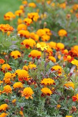 orange flowers in the garden