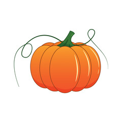 Pumpkin on a white background