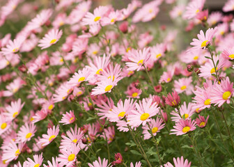 Argyranthemum pink flowers (silver bush flower) 6