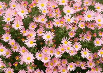 Argyranthemum pink flowers (silver bush flower)