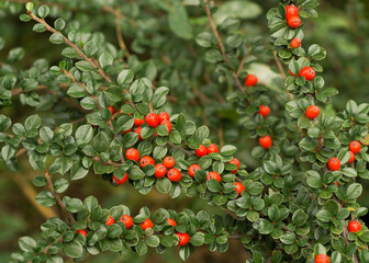 Red berries of cotoneaster horizontal (Cotoneaster horizontalis) 3
