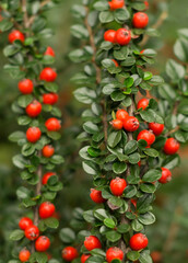 Red berries of cotoneaster horizontal (Cotoneaster horizontalis)